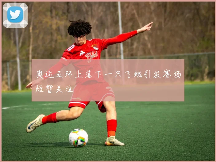 奥运五环上落下一只飞蛾引发赛场短暂关注